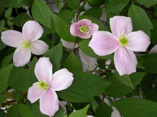 Clematis montana